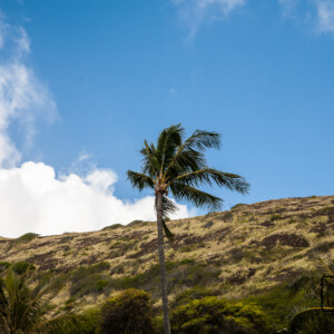 Hawaje (2017) Hawaje (2017)