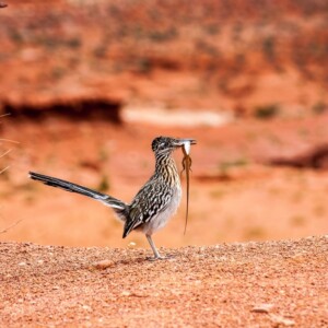 Kukawka kalifornijska (2017)