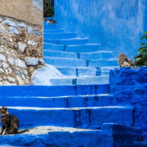 Szafszawan 2025 Szafszawan 2025