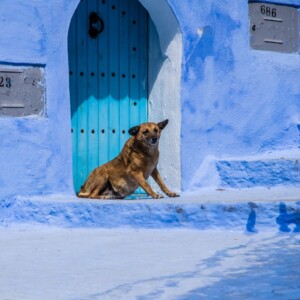 Niebieskie miasto Szafszawan (Maroko 2025) Niebieskie miasto Szafszawan (Maroko 2025)