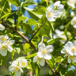 Kwiaty jaśminu Kwiaty jaśminu (2025)